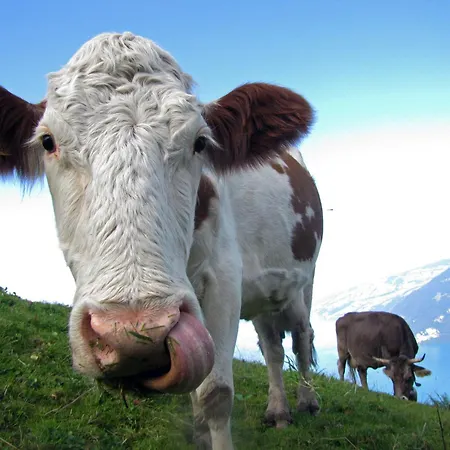 Bergoase In See- Und Bergnaehe, 6 Gaeste, Praktisch, Mit Balkon 아파트 *